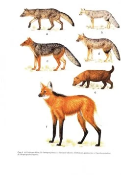 Mammals Of The Neotropics: Volume 2 10 Mammals Of The Neotropics: Volume 2 -Wildlife Professional Books 10678 2