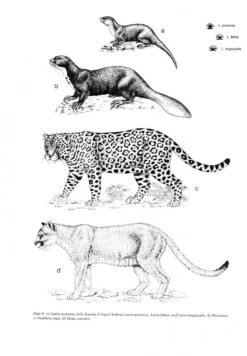 Mammals Of The Neotropics: Volume 2 11 Mammals Of The Neotropics: Volume 2 -Wildlife Professional Books 10678 3