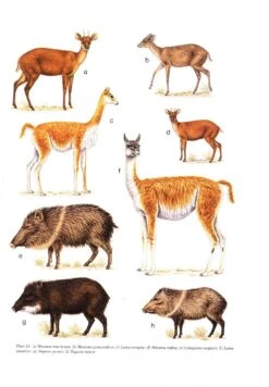 Mammals Of The Neotropics: Volume 2 12 Mammals Of The Neotropics: Volume 2 -Wildlife Professional Books 10678 4