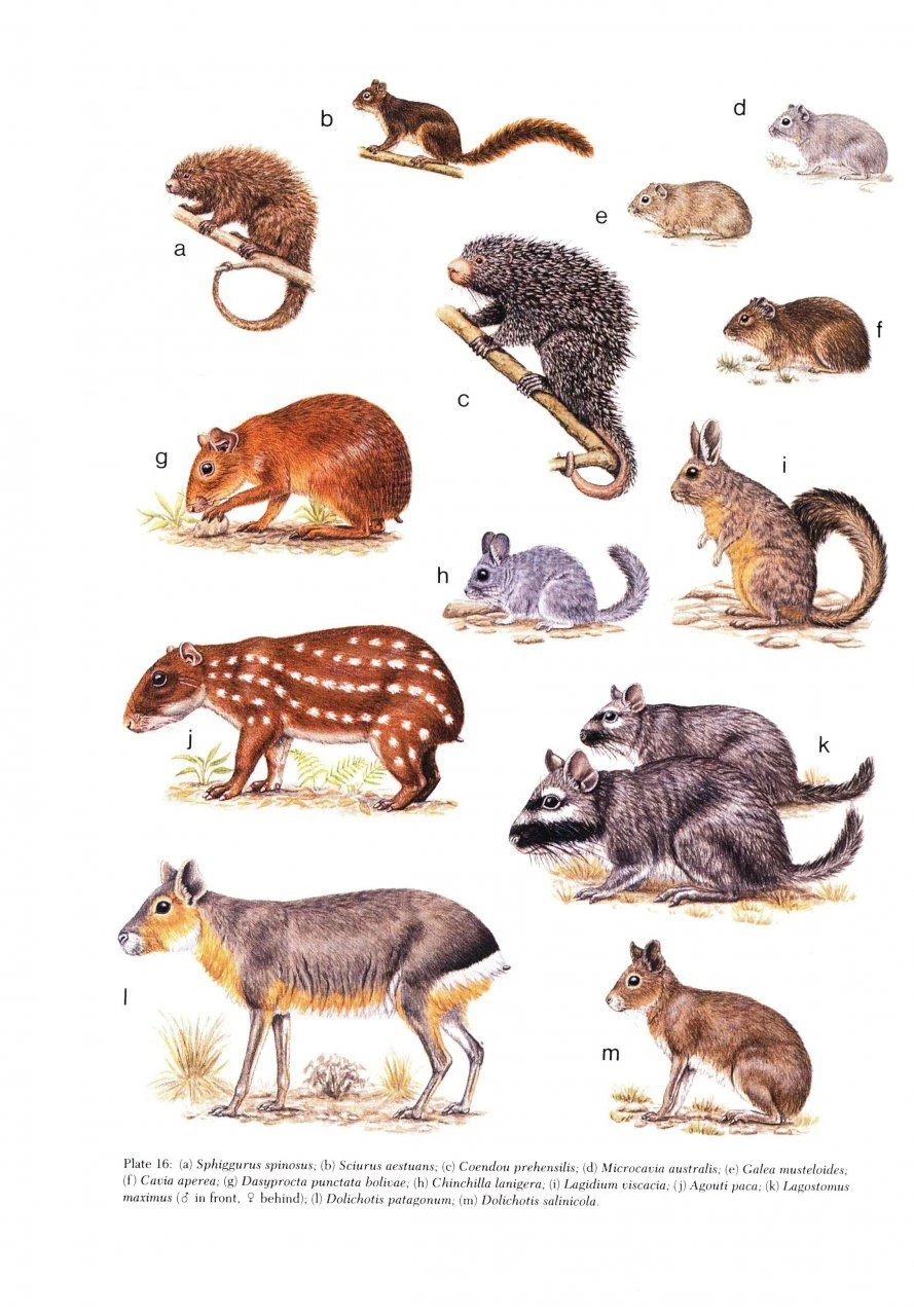 Mammals Of The Neotropics: Volume 2 8 Mammals Of The Neotropics: Volume 2 - Image 6