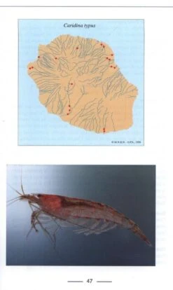 Atlas Des Poissons Et Des Crustacés D'Eau Douce De La Réunion [Atlas Of Fish And Freshwater Crustaceans Of Réunion] -Wildlife Professional Books 107382 2