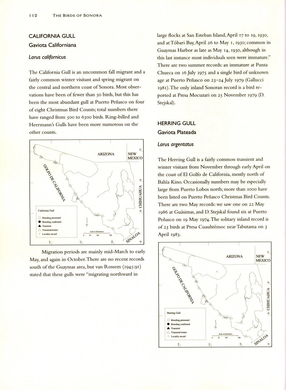 The Birds Of Sonora 4 The Birds Of Sonora - Image 2