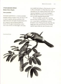 The Birds Of Sonora 9 The Birds Of Sonora -Wildlife Professional Books 107991 3