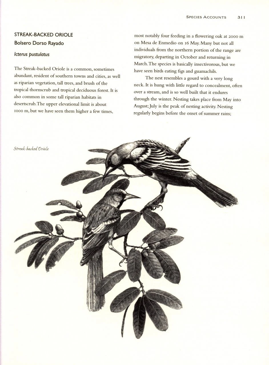 The Birds Of Sonora 6 The Birds Of Sonora - Image 4