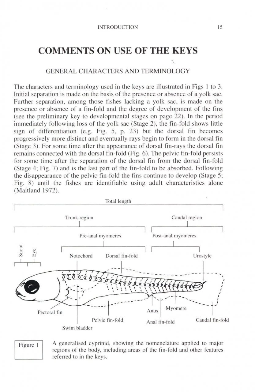 Keys To Larval And Juvenile Stages Of Coarse Fishes From Fresh Waters In The British Isles 4 Keys To Larval And Juvenile Stages Of Coarse Fishes From Fresh Waters In The British Isles - Image 2