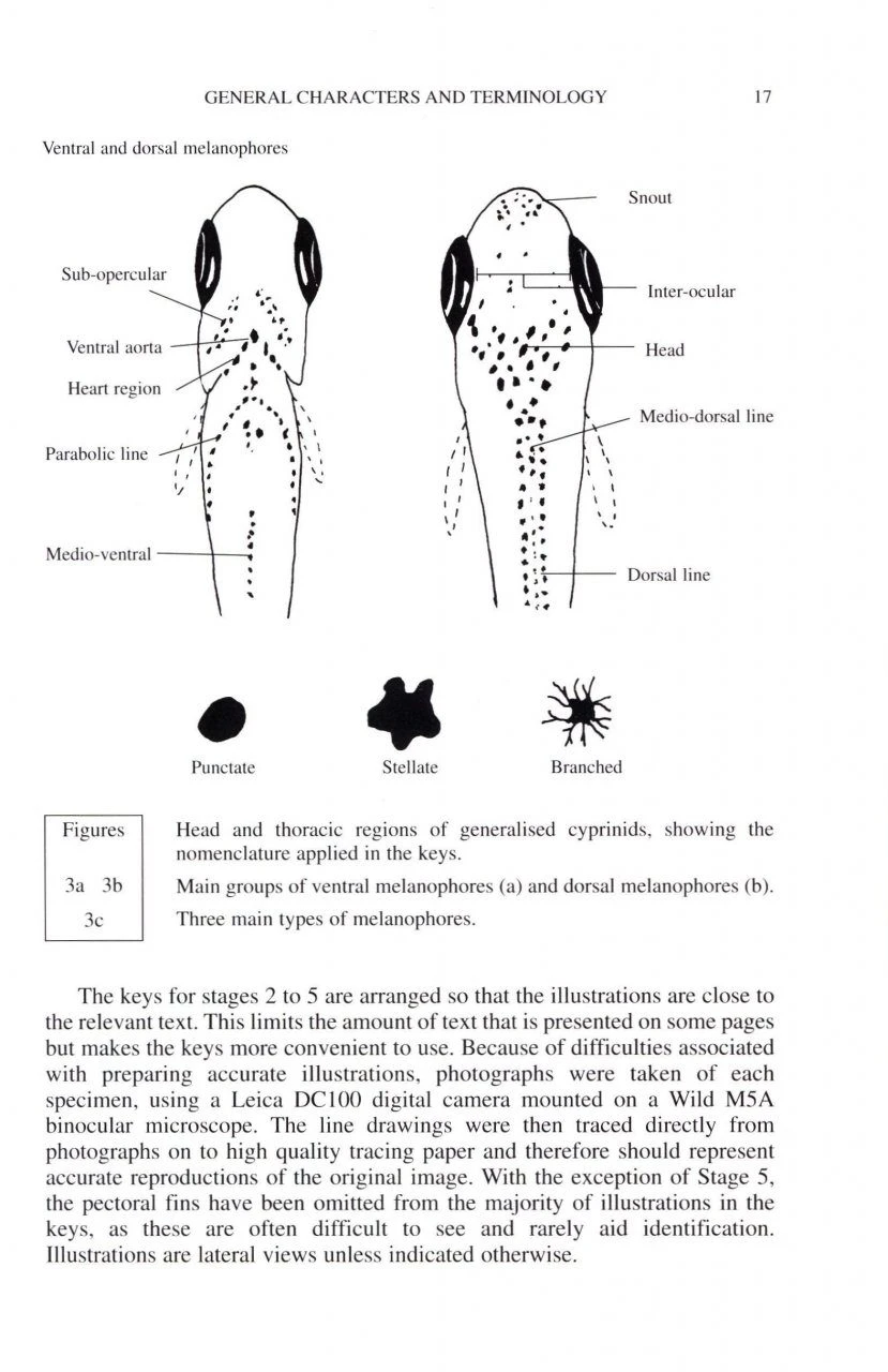Keys To Larval And Juvenile Stages Of Coarse Fishes From Fresh Waters In The British Isles 5 Keys To Larval And Juvenile Stages Of Coarse Fishes From Fresh Waters In The British Isles - Image 3