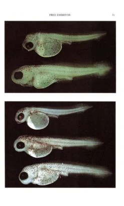 Keys To Larval And Juvenile Stages Of Coarse Fishes From Fresh Waters In The British Isles 10 Keys To Larval And Juvenile Stages Of Coarse Fishes From Fresh Waters In The British Isles -Wildlife Professional Books 125292 3