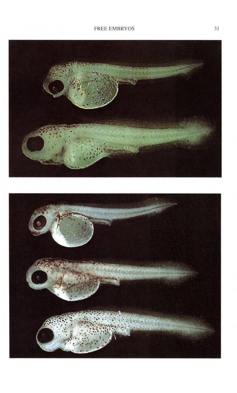Keys To Larval And Juvenile Stages Of Coarse Fishes From Fresh Waters In The British Isles 6 Keys To Larval And Juvenile Stages Of Coarse Fishes From Fresh Waters In The British Isles - Image 4