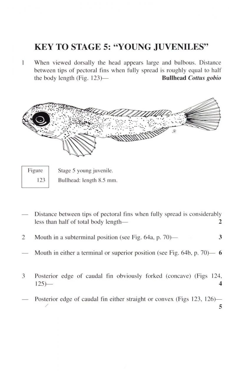 Keys To Larval And Juvenile Stages Of Coarse Fishes From Fresh Waters In The British Isles 7 Keys To Larval And Juvenile Stages Of Coarse Fishes From Fresh Waters In The British Isles - Image 5