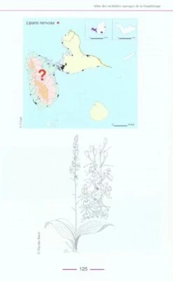 Atlas Des Orchidées Sauvages De La Guadeloupe [Atlas Of Wild Orchids Of Guadeloupe] -Wildlife Professional Books 127834 2