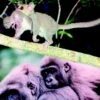 Primate Life Histories And Socioecology 1 Primate Life Histories And Socioecology -Wildlife Professional Books 133243