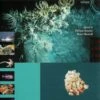 Tropical Deep-Sea Benthos, Volume 22 [Memoires Du Museum National D'Histoire Naturelle, Volume 185] -Wildlife Professional Books 137677