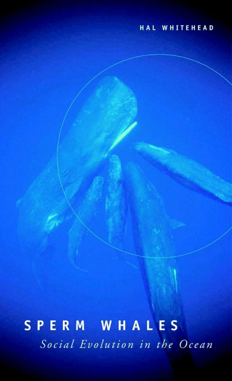 Sperm Whales 3 Sperm Whales