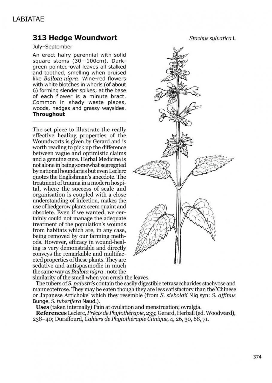 Medicinal Flora Of Britain And Northwestern Europe 4 Medicinal Flora Of Britain And Northwestern Europe - Image 2