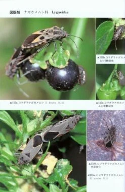Terrestrial Heteropterans: A Field Guide To Japanese Bugs, Volume 1 [Japanese] -Wildlife Professional Books 139148 2