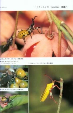 Terrestrial Heteropterans: A Field Guide To Japanese Bugs, Volume 1 [Japanese] -Wildlife Professional Books 139148 3