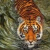 The Cult Of The Tiger -Wildlife Professional Books 141344