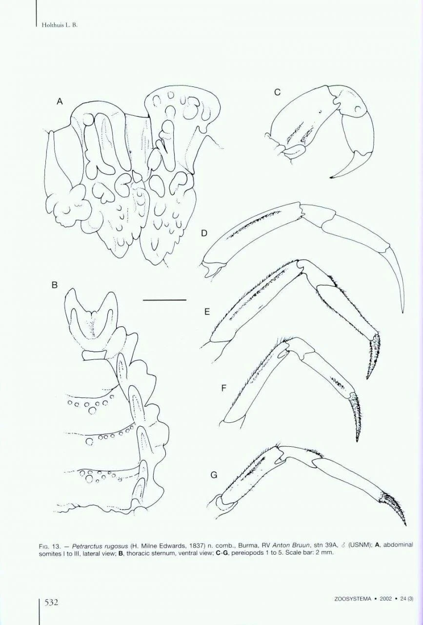 The Indo-Pacific Scyllarine Lobsters (Crustacea, Decapoda, Scyllaridae) 4 The Indo-Pacific Scyllarine Lobsters (Crustacea, Decapoda, Scyllaridae) - Image 2
