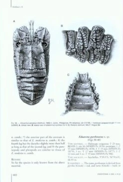 The Indo-Pacific Scyllarine Lobsters (Crustacea, Decapoda, Scyllaridae) 10 The Indo-Pacific Scyllarine Lobsters (Crustacea, Decapoda, Scyllaridae) -Wildlife Professional Books 141669 3