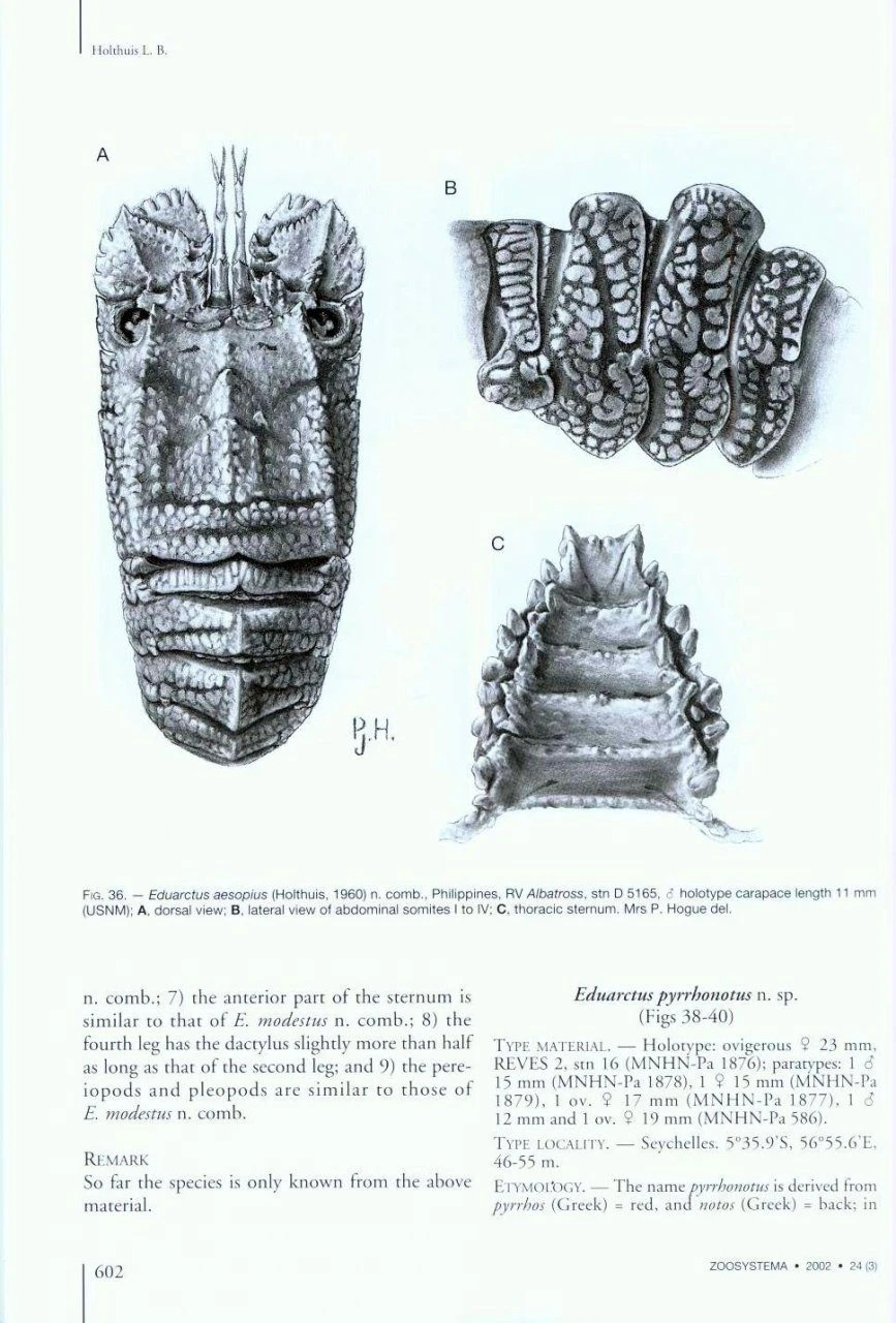 The Indo-Pacific Scyllarine Lobsters (Crustacea, Decapoda, Scyllaridae) 6 The Indo-Pacific Scyllarine Lobsters (Crustacea, Decapoda, Scyllaridae) - Image 4