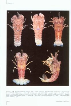 The Indo-Pacific Scyllarine Lobsters (Crustacea, Decapoda, Scyllaridae) 11 The Indo-Pacific Scyllarine Lobsters (Crustacea, Decapoda, Scyllaridae) -Wildlife Professional Books 141669 4