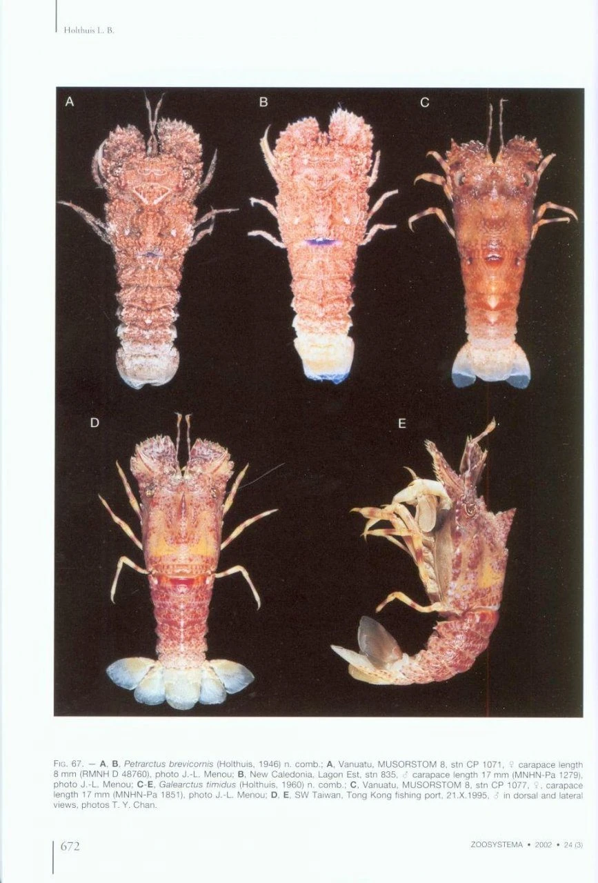 The Indo-Pacific Scyllarine Lobsters (Crustacea, Decapoda, Scyllaridae) 7 The Indo-Pacific Scyllarine Lobsters (Crustacea, Decapoda, Scyllaridae) - Image 5