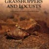 A Guide To Australian Grasshoppers And Locusts 2 A Guide To Australian Grasshoppers And Locusts -Wildlife Professional Books 146422