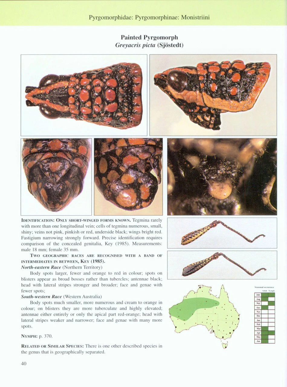 A Guide To Australian Grasshoppers And Locusts 4 A Guide To Australian Grasshoppers And Locusts - Image 2
