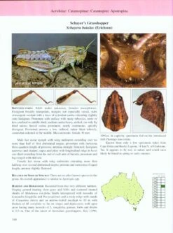 A Guide To Australian Grasshoppers And Locusts 9 A Guide To Australian Grasshoppers And Locusts -Wildlife Professional Books 146422 2