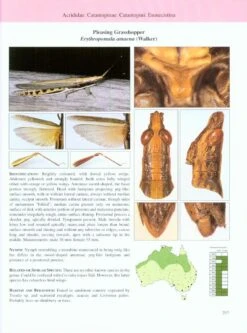 A Guide To Australian Grasshoppers And Locusts 10 A Guide To Australian Grasshoppers And Locusts -Wildlife Professional Books 146422 3