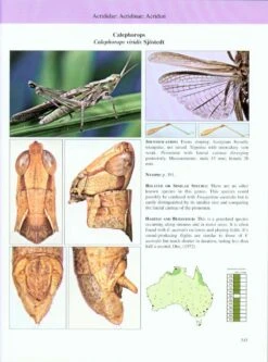 A Guide To Australian Grasshoppers And Locusts 11 A Guide To Australian Grasshoppers And Locusts -Wildlife Professional Books 146422 4