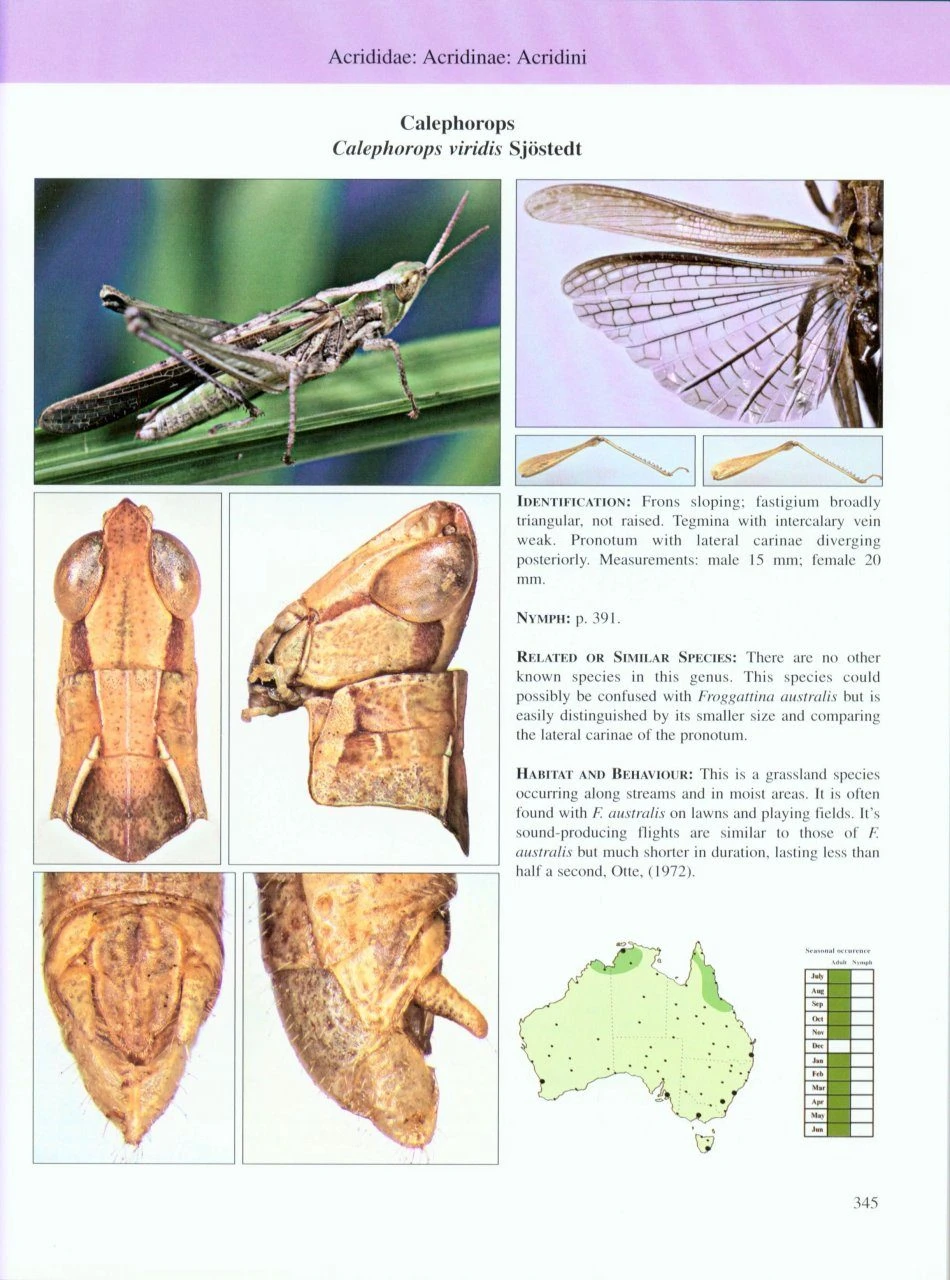 A Guide To Australian Grasshoppers And Locusts 7 A Guide To Australian Grasshoppers And Locusts - Image 5