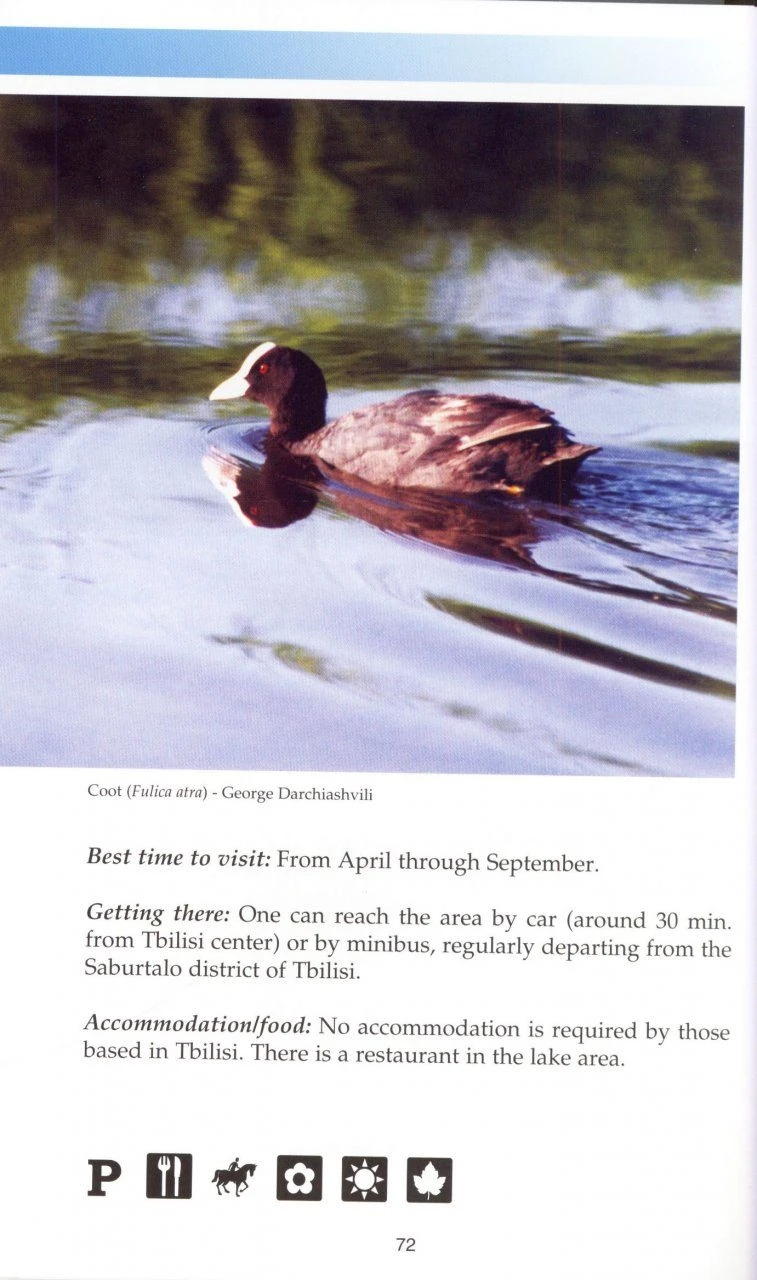 A Birdwatching Guide To Georgia 4 A Birdwatching Guide To Georgia - Image 2