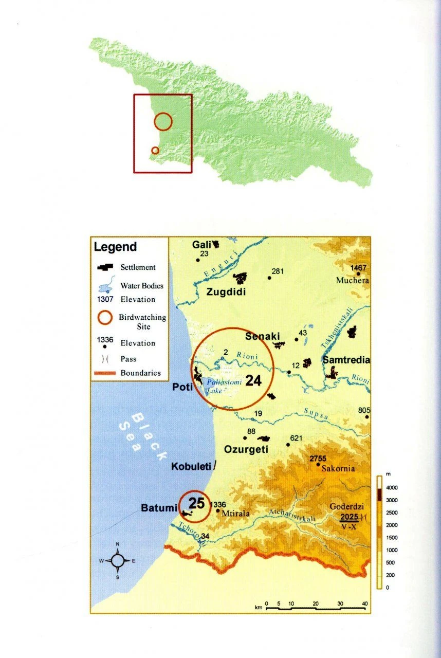 A Birdwatching Guide To Georgia 7 A Birdwatching Guide To Georgia - Image 5