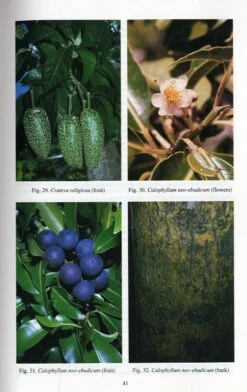 Rainforest Trees Of Samoa 7 Rainforest Trees Of Samoa -Wildlife Professional Books 152362 1