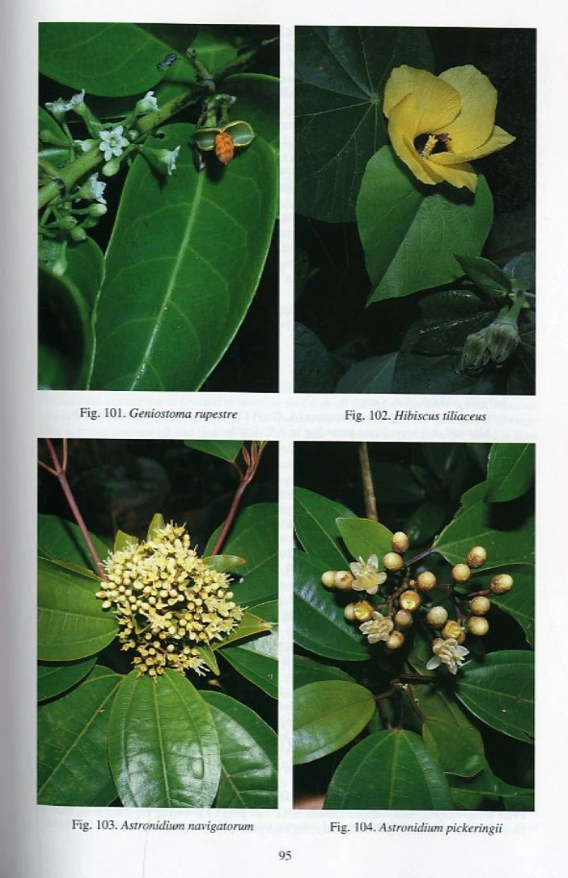 Rainforest Trees Of Samoa 6 Rainforest Trees Of Samoa - Image 4