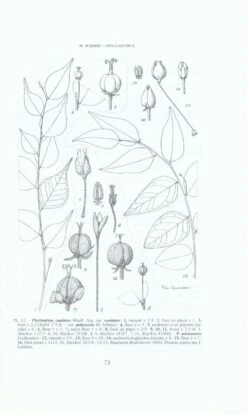 Flore De La Nouvelle-Calédonie Et Dépendances, Volume 17: Euphorbiaceae (II), Phyllanthoideae -Wildlife Professional Books 154148 2