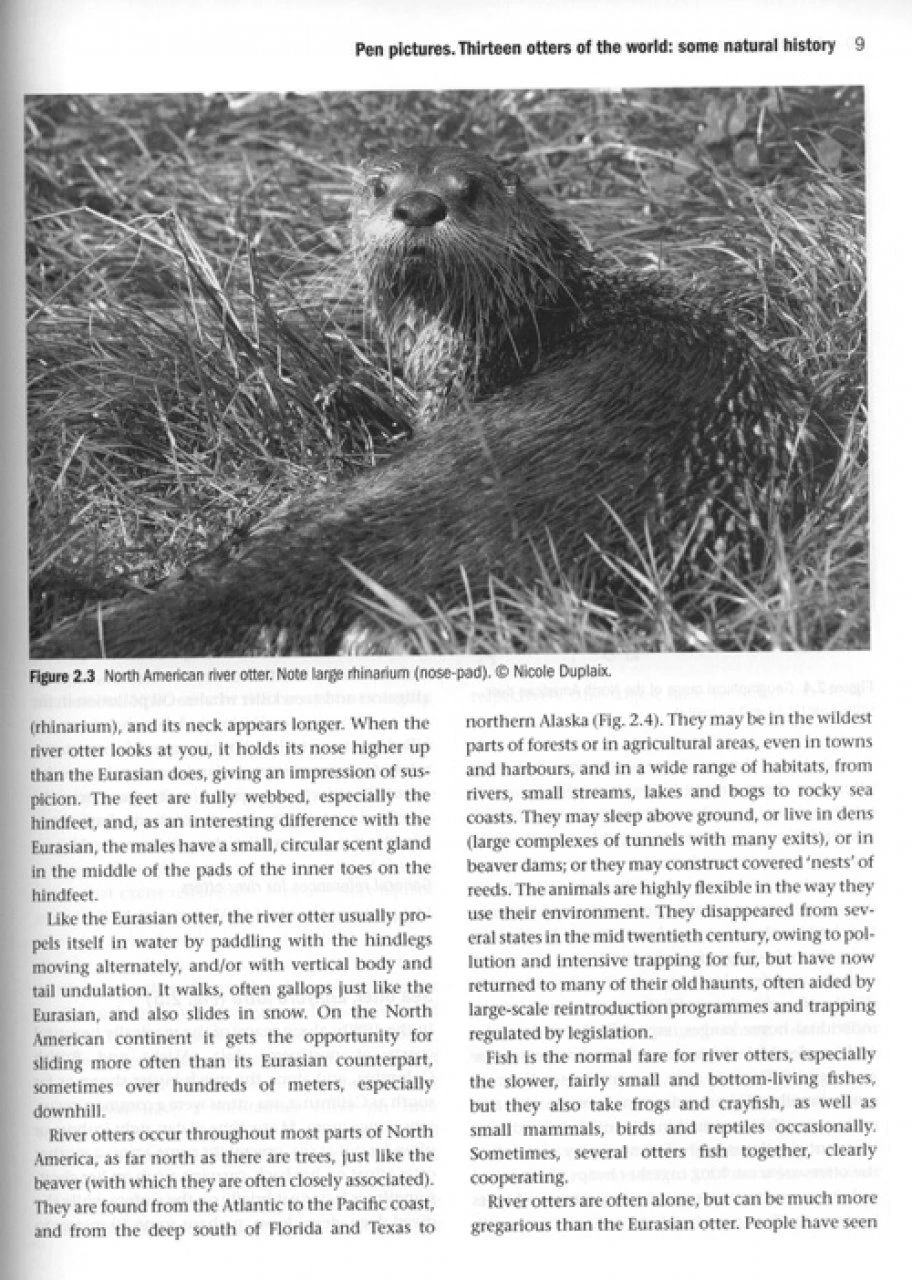 Otters 5 Otters - Image 3