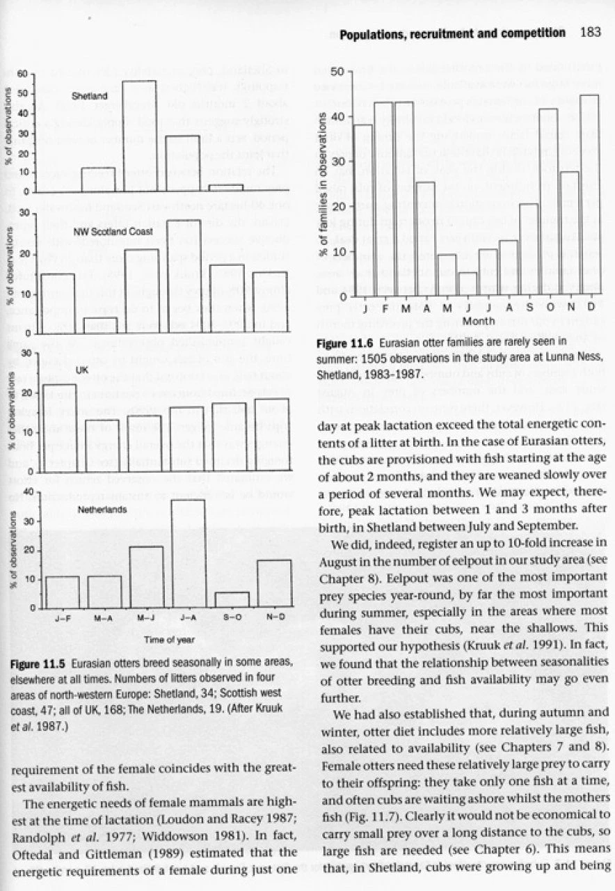 Otters 10 Otters - Image 8