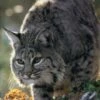 Bobcat 1 Bobcat -Wildlife Professional Books 161026