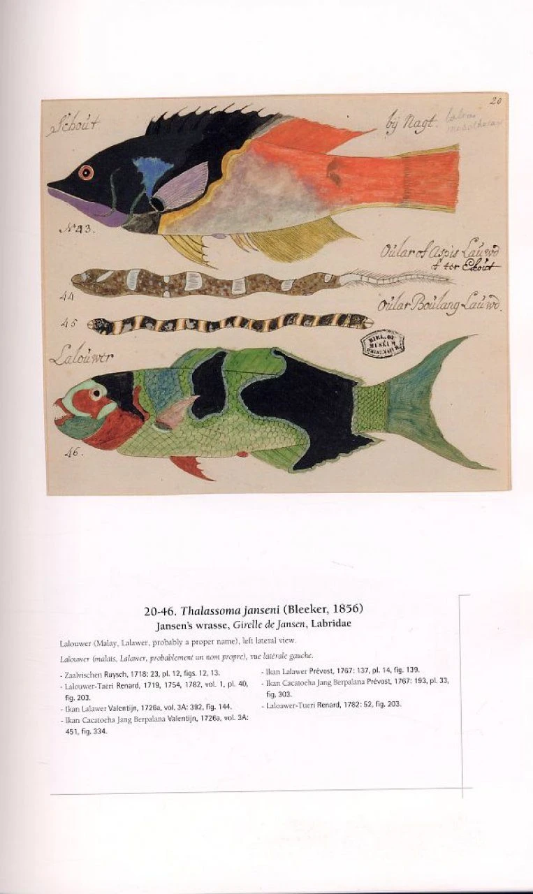 Les Planches Inédites De Poisson Et Autres Animaux Marins De L'Indo-Ouest Pacifique D'Isaac Johannes Lamotius / The Unpublished Plates Of Fish And Other Marine Animals Of The Indo-West Pacific Of Isaac Johannes Lamotius 5 Les Planches Inédites De Poisson Et Autres Animaux Marins De L'Indo-Ouest Pacifique D'Isaac Johannes Lamotius / The Unpublished Plates Of Fish And Other Marine Animals Of The Indo-West Pacific Of Isaac Johannes Lamotius - Image 3