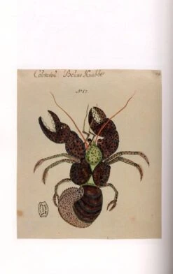 Les Planches Inédites De Poisson Et Autres Animaux Marins De L'Indo-Ouest Pacifique D'Isaac Johannes Lamotius / The Unpublished Plates Of Fish And Other Marine Animals Of The Indo-West Pacific Of Isaac Johannes Lamotius 9 Les Planches Inédites De Poisson Et Autres Animaux Marins De L'Indo-Ouest Pacifique D'Isaac Johannes Lamotius / The Unpublished Plates Of Fish And Other Marine Animals Of The Indo-West Pacific Of Isaac Johannes Lamotius -Wildlife Professional Books 161930 3