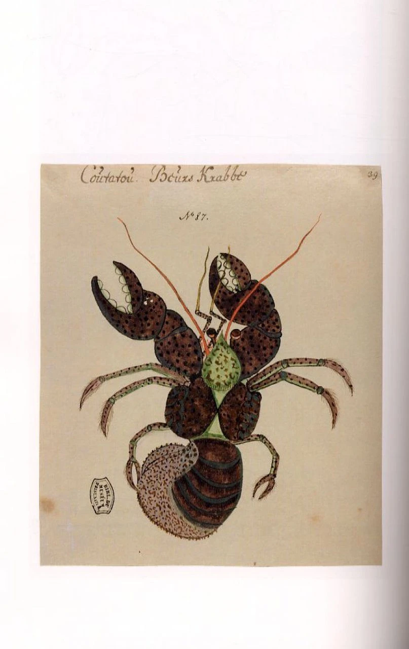 Les Planches Inédites De Poisson Et Autres Animaux Marins De L'Indo-Ouest Pacifique D'Isaac Johannes Lamotius / The Unpublished Plates Of Fish And Other Marine Animals Of The Indo-West Pacific Of Isaac Johannes Lamotius 6 Les Planches Inédites De Poisson Et Autres Animaux Marins De L'Indo-Ouest Pacifique D'Isaac Johannes Lamotius / The Unpublished Plates Of Fish And Other Marine Animals Of The Indo-West Pacific Of Isaac Johannes Lamotius - Image 4