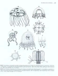 An Introduction To Hydrozoa 8 An Introduction To Hydrozoa -Wildlife Professional Books 164360 2