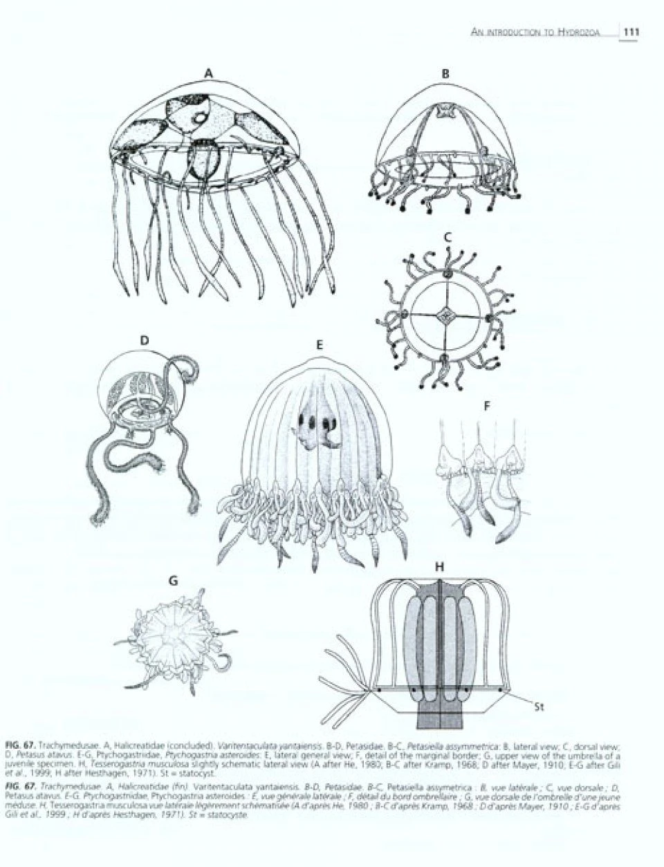 An Introduction To Hydrozoa 5 An Introduction To Hydrozoa - Image 3