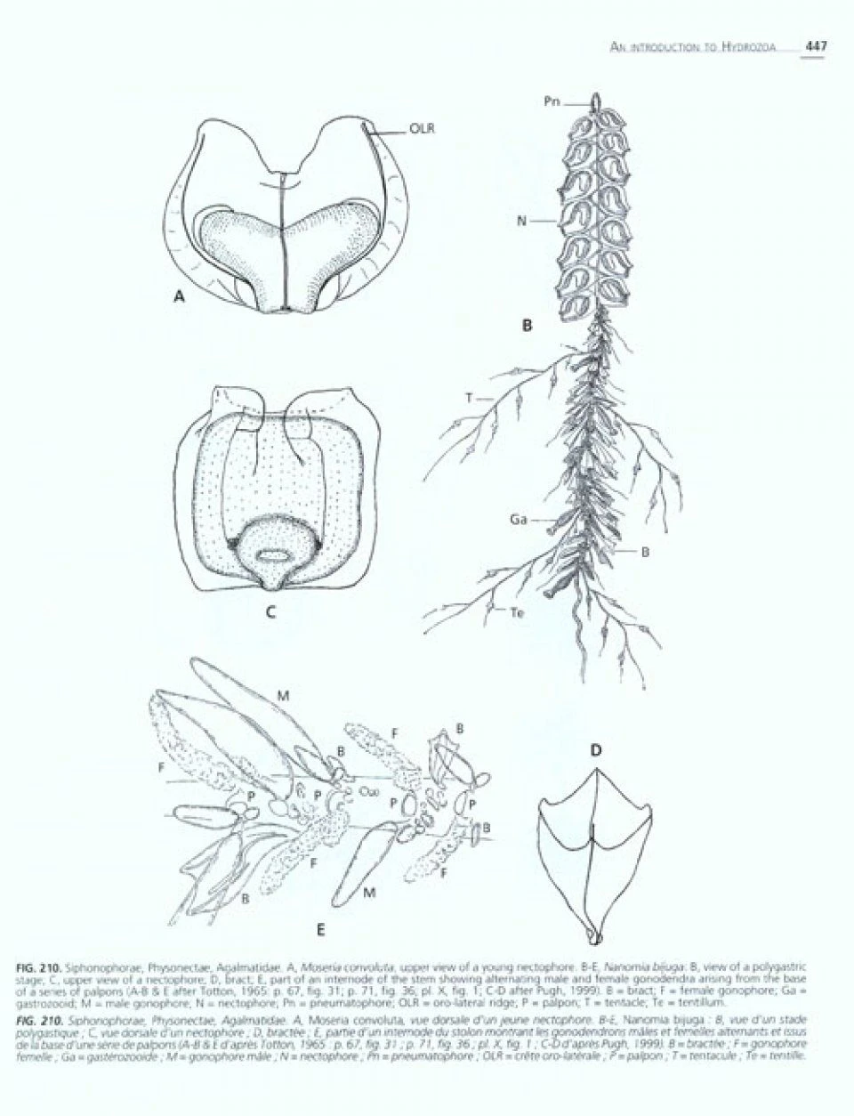 An Introduction To Hydrozoa 6 An Introduction To Hydrozoa - Image 4