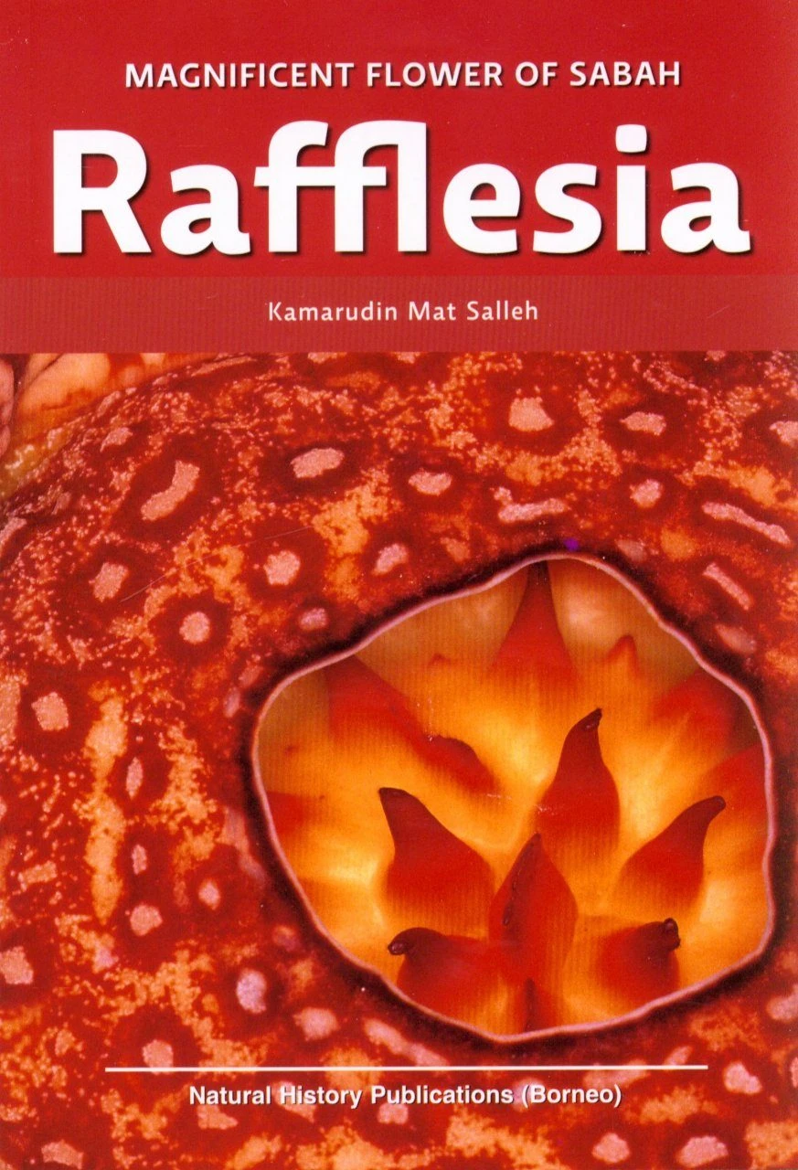 Rafflesia 3 Rafflesia