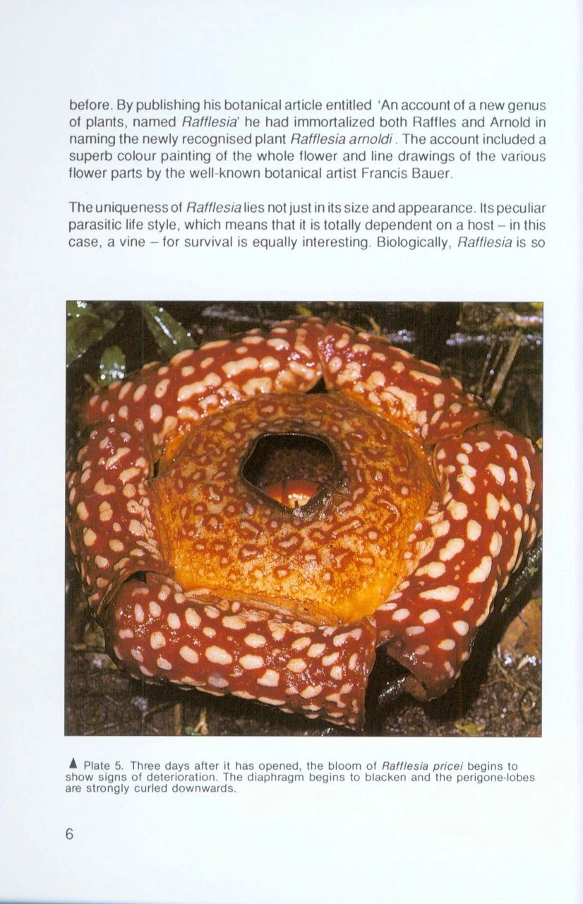 Rafflesia 4 Rafflesia - Image 2