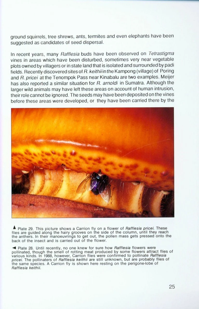 Rafflesia 5 Rafflesia - Image 3