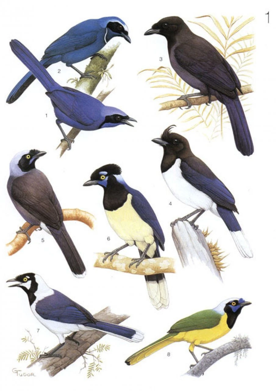 The Birds Of South America: Volume 1 - The Oscine Passerines 5 The Birds Of South America: Volume 1 - The Oscine Passerines - Image 3